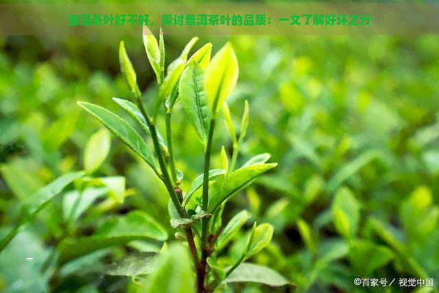 普洱茶叶好不好，探讨普洱茶叶的品质：一文了解好坏之分