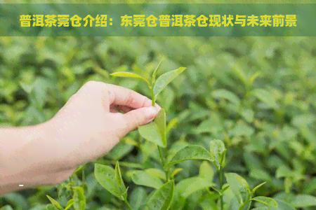 普洱茶莞仓介绍：东莞仓普洱茶仓现状与未来前景