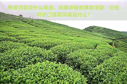 黑普洱茶是什么味道，探索神秘的黑普洱茶：它独特的口感和风味是什么？