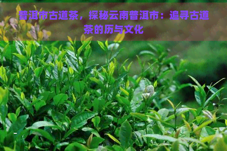 普洱市古道茶，探秘云南普洱市：追寻古道茶的历与文化