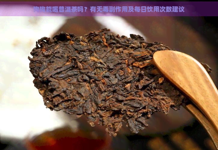 狗狗能喝普洱茶吗？有无副作用及每日饮用次数建议