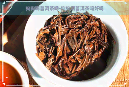 狗狗喝普洱茶吗-狗狗喝普洱茶吗好吗