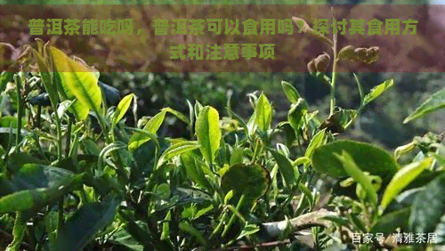 普洱茶能吃吗，普洱茶可以食用吗？探讨其食用方式和注意事项