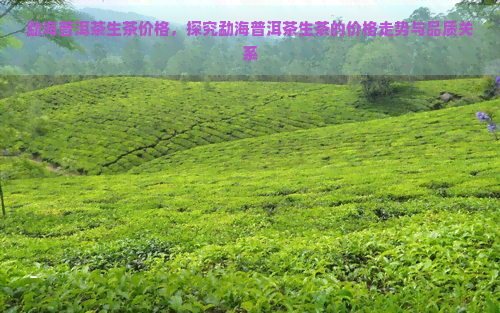 勐海普洱茶生茶价格，探究勐海普洱茶生茶的价格走势与品质关系