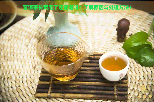 普洱茶长黄毛了还能喝吗？了解原因与处理方法！