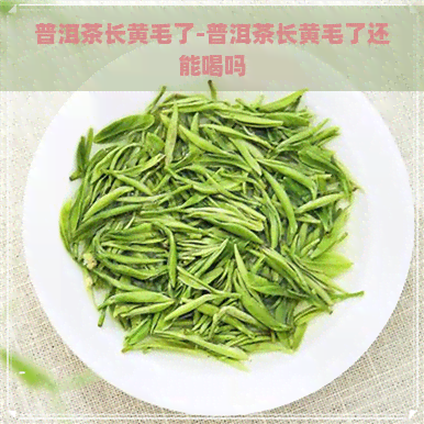 普洱茶长黄毛了-普洱茶长黄毛了还能喝吗