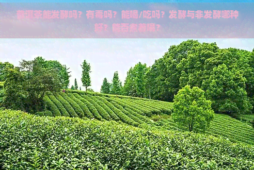 普洱茶能发酵吗？有吗？能喝/吃吗？发酵与非发酵哪种好？能否煮着喝？