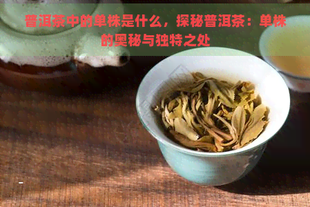 普洱茶中的单株是什么，探秘普洱茶：单株的奥秘与独特之处