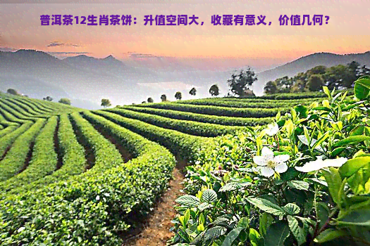 普洱茶12生肖茶饼：升值空间大，收藏有意义，价值几何？