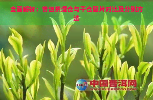 全面解析：普洱茶湿仓与干仓图片对比及分别方法