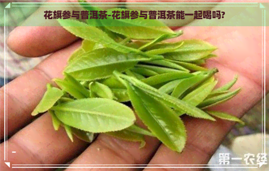 花旗参与普洱茶-花旗参与普洱茶能一起喝吗?