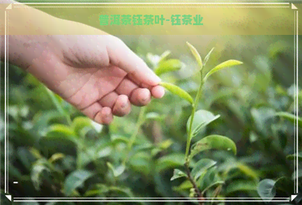 普洱茶钰茶叶-钰茶业