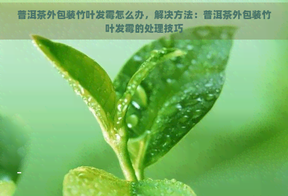 普洱茶外包装竹叶发霉怎么办，解决方法：普洱茶外包装竹叶发霉的处理技巧