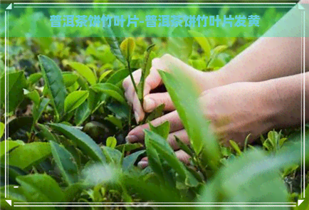 普洱茶饼竹叶片-普洱茶饼竹叶片发黄