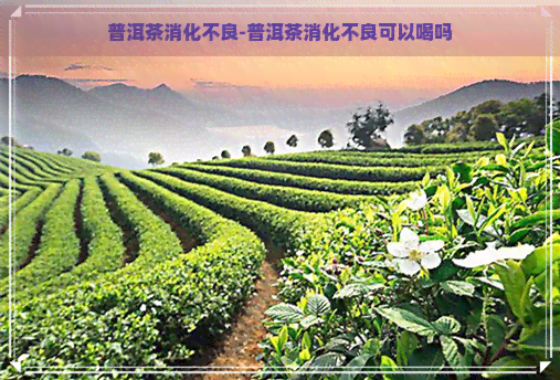 普洱茶消化不良-普洱茶消化不良可以喝吗