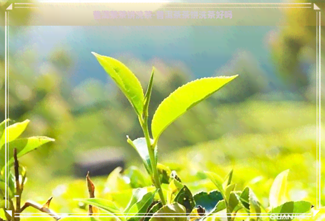 普洱茶茶饼洗茶-普洱茶茶饼洗茶好吗