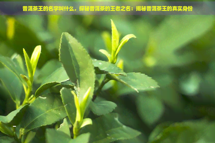 普洱茶王的名字叫什么，探秘普洱茶的王者之名：揭秘普洱茶王的真实身份