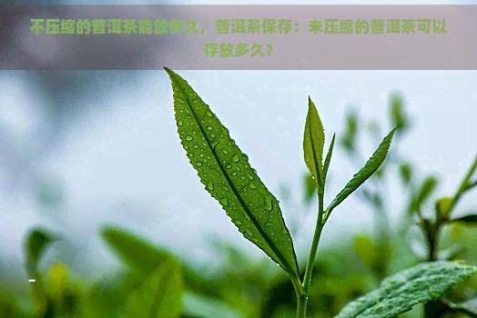 不压缩的普洱茶能放多久，普洱茶保存：未压缩的普洱茶可以存放多久？