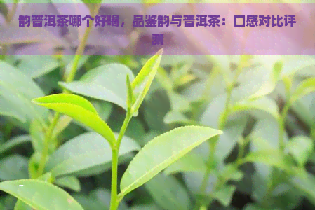 韵普洱茶哪个好喝，品鉴韵与普洱茶：口感对比评测