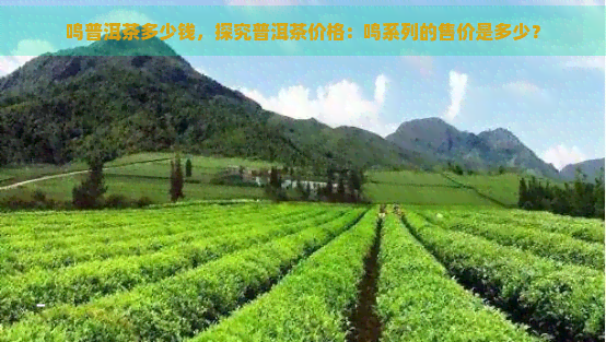 鸣普洱茶多少钱，探究普洱茶价格：鸣系列的售价是多少？