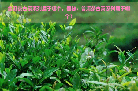 普洱茶白菜系列属于哪个，揭秘：普洱茶白菜系列属于哪个？