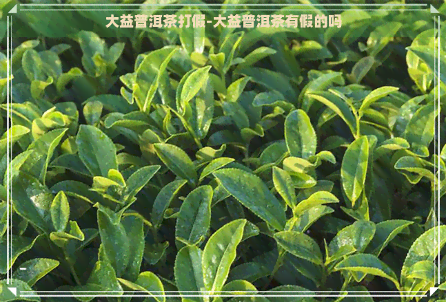 大益普洱茶打假-大益普洱茶有假的吗