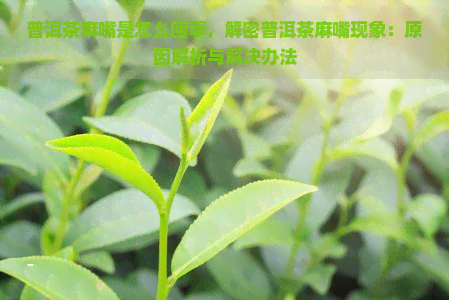 普洱茶麻嘴是怎么回事，解密普洱茶麻嘴现象：原因解析与解决办法