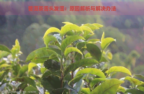 普洱茶舌头发涩：原因解析与解决办法