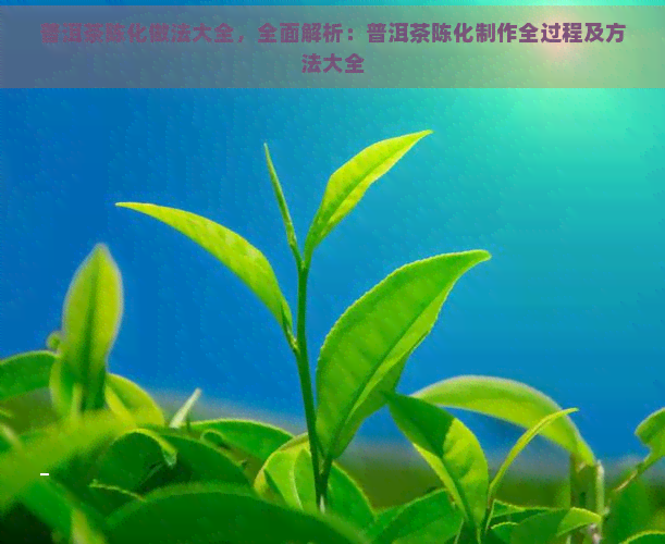 普洱茶陈化做法大全，全面解析：普洱茶陈化制作全过程及方法大全