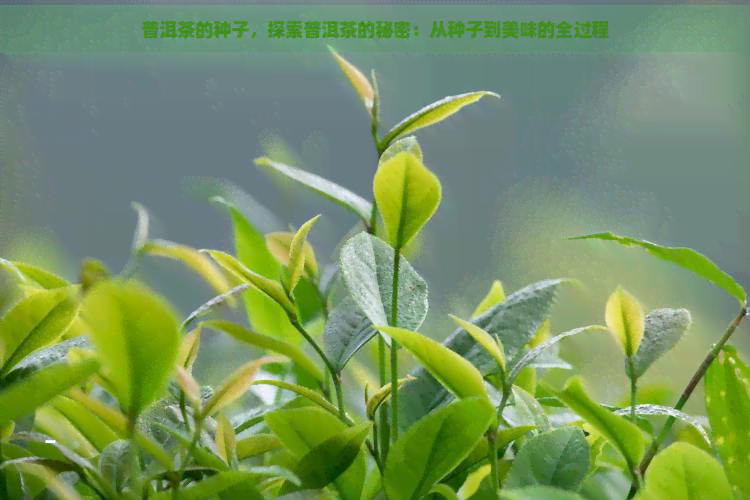 普洱茶的种子，探索普洱茶的秘密：从种子到美味的全过程