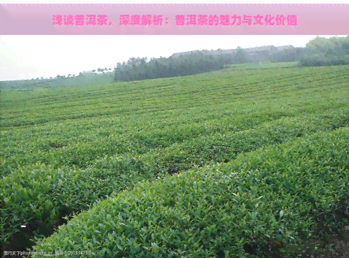 浅谈普洱茶，深度解析：普洱茶的魅力与文化价值