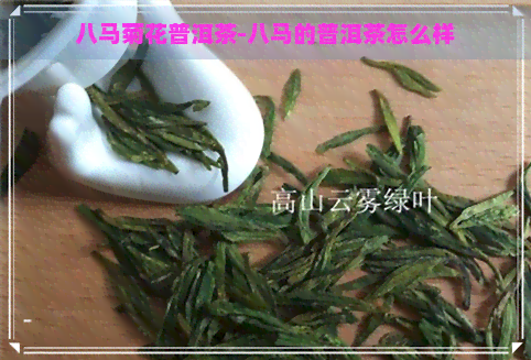 八马菊花普洱茶-八马的普洱茶怎么样