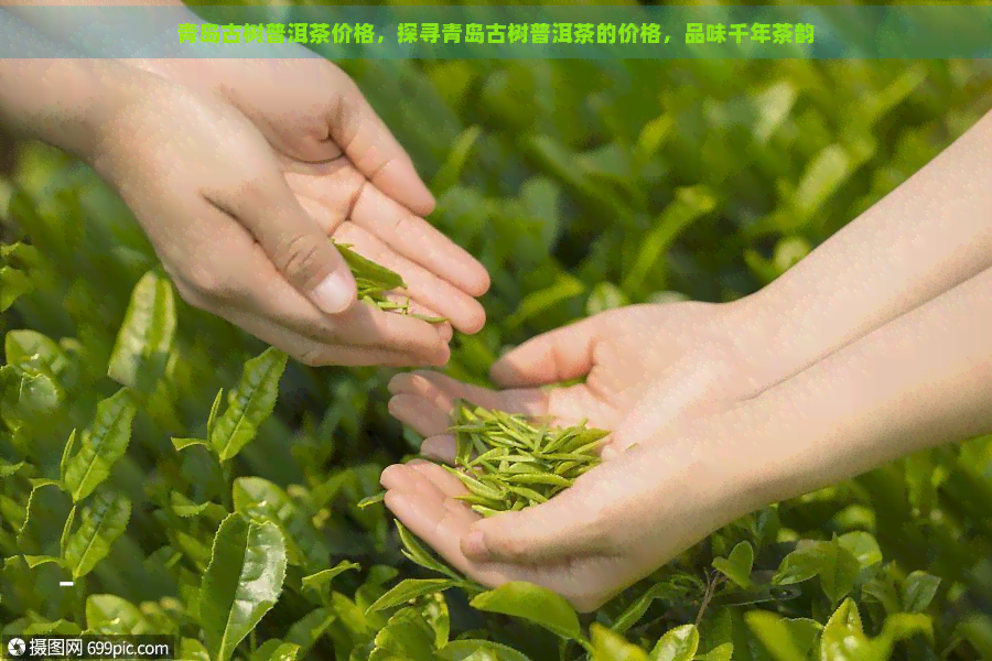 青岛古树普洱茶价格，探寻青岛古树普洱茶的价格，品味千年茶韵