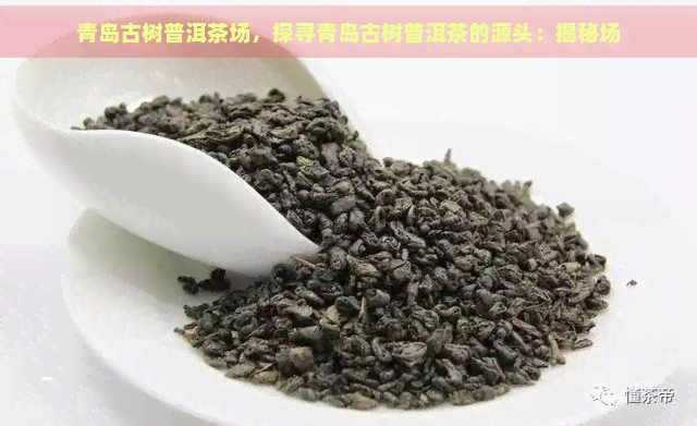 青岛古树普洱茶场，探寻青岛古树普洱茶的源头：揭秘场