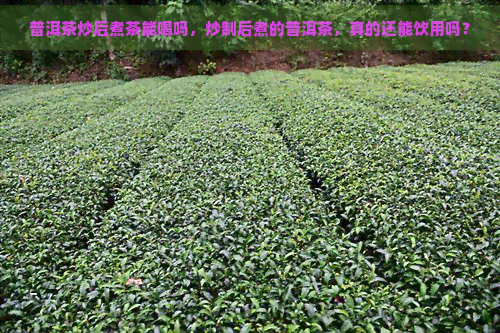 普洱茶炒后煮茶能喝吗，炒制后煮的普洱茶，真的还能饮用吗？