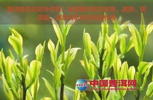 普洱茶的功效与作用：全面解析其对女性、减肥、保质期、禁忌的影响及其副作用