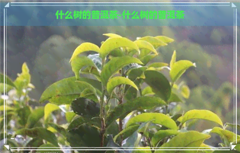 什么树的普洱茶-什么树的普洱茶