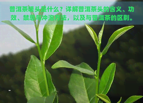 普洱茶唛头是什么？详解普洱茶头的含义、功效、禁忌与冲泡方法，以及与普洱茶的区别。