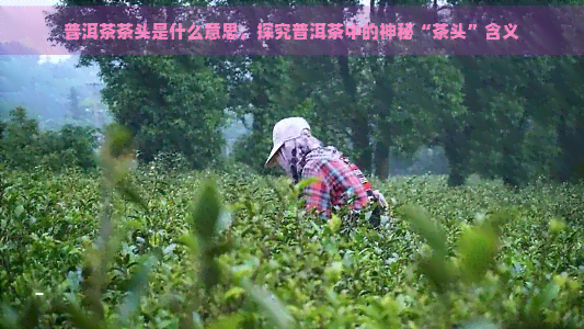 普洱茶茶头是什么意思，探究普洱茶中的神秘“茶头”含义