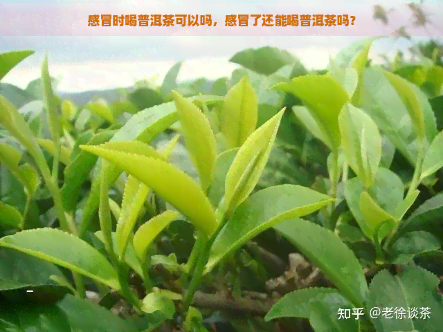 感冒时喝普洱茶可以吗，感冒了还能喝普洱茶吗？