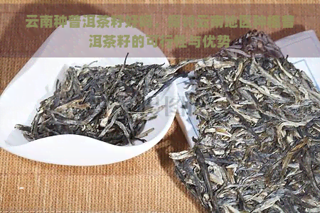 云南种普洱茶籽好吗，探讨云南地区种植普洱茶籽的可行性与优势