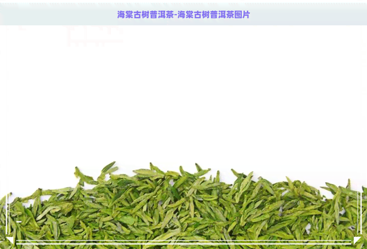 海棠古树普洱茶-海棠古树普洱茶图片