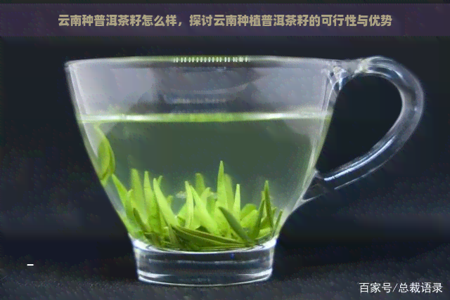 云南种普洱茶籽怎么样，探讨云南种植普洱茶籽的可行性与优势