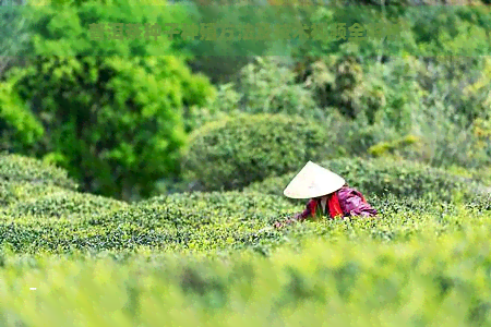 普洱茶种子种殖方法及技术视频全解析