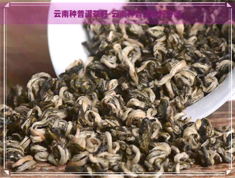 云南种普洱茶籽-云南种普洱茶籽好吗