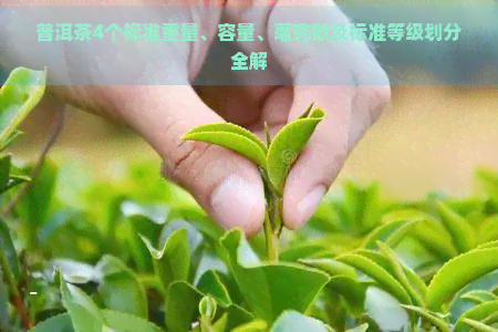 普洱茶4个标准重量、容量、毫克数及标准等级划分全解