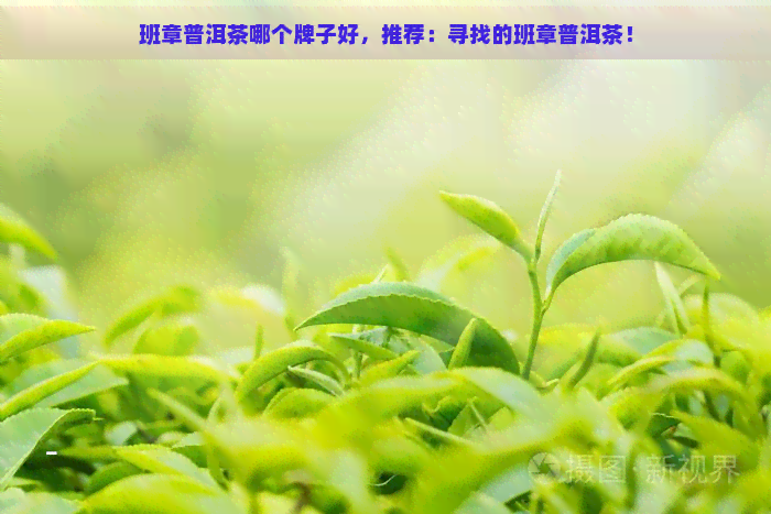 班章普洱茶哪个牌子好，推荐：寻找的班章普洱茶！