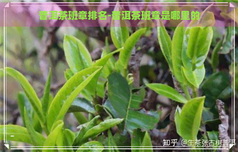 普洱茶班章排名-普洱茶班章是哪里的