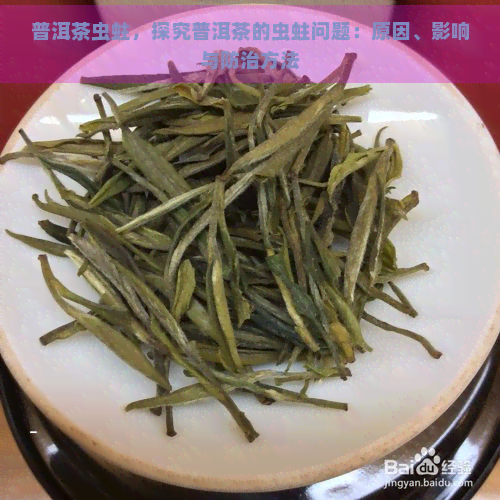 普洱茶虫蛀，探究普洱茶的虫蛀问题：原因、影响与防治方法