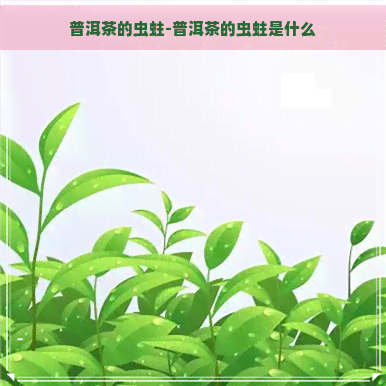 普洱茶的虫蛀-普洱茶的虫蛀是什么